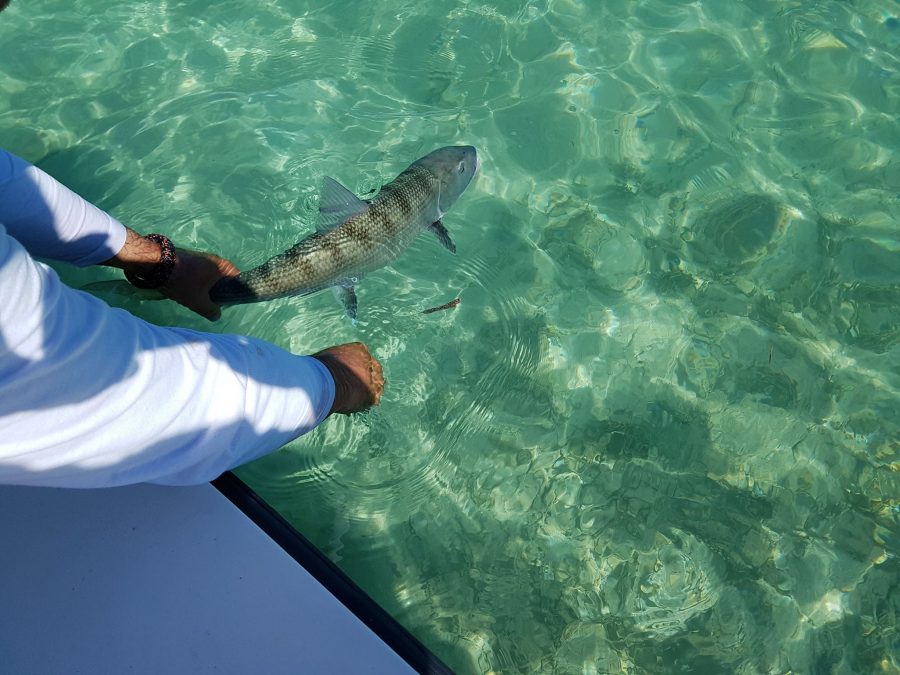 La pêche sur les Flats de Guadeloupe en « Ultra Light » !!!