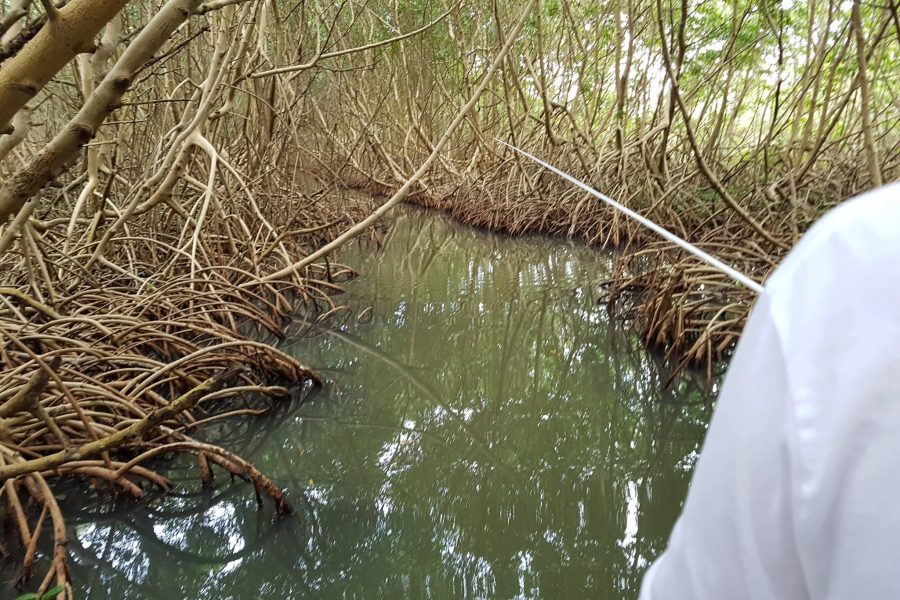 Pêche à vue des babys Tarpons entres les racines de la mangrove !!!